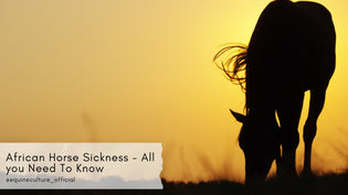  African Horse Sickness - All you Need To Know - Equine Culture