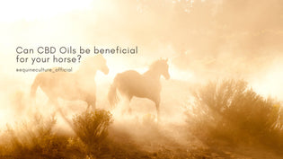  Can CBD Oils be beneficial for your horse? - Equine Culture