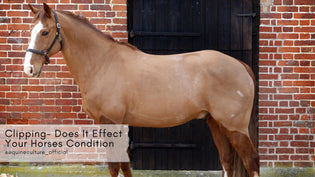  Clipping- Does It Effect Your Horses Condition - Equine Culture