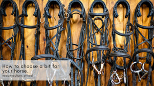  How to choose a bit for your horse. - Equine Culture