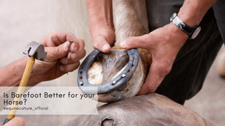  Is Barefoot Better for your Horse? - Equine Culture